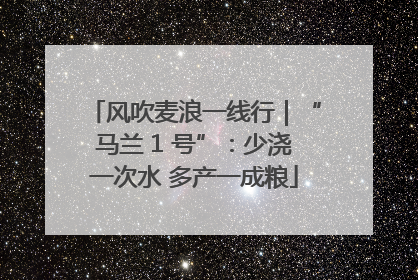 风吹麦浪一线行｜“马兰 1 号”：少浇一次水 多产一成粮